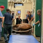 A horse being examined by doctors and nurses.