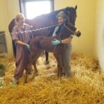A woman and a horse in a stable