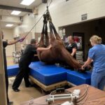 A man is hanging on the back of an animal.