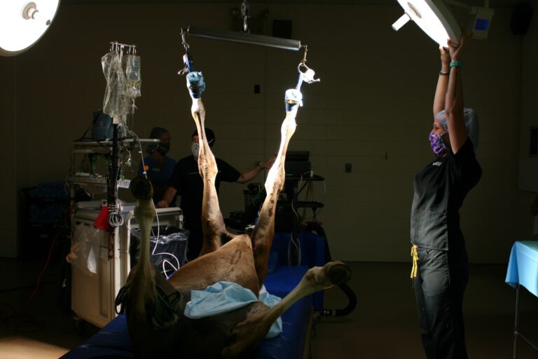 A man hanging from the ceiling in a gym.